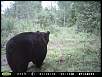 A trail camera placed on a route to a bait site snapped this picture of a fat Bruce County black bear near Wiarton Ontario.