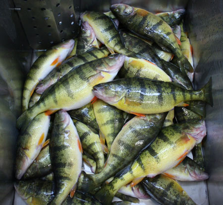 Anglers travel great distances to sample Lake Simcoe's renowned  Yellow Perch fishery.  Touted by many as the finest eating fish from Ontario waters.  This haul was recently caught from the western shore of the lake over safe ice conditions.