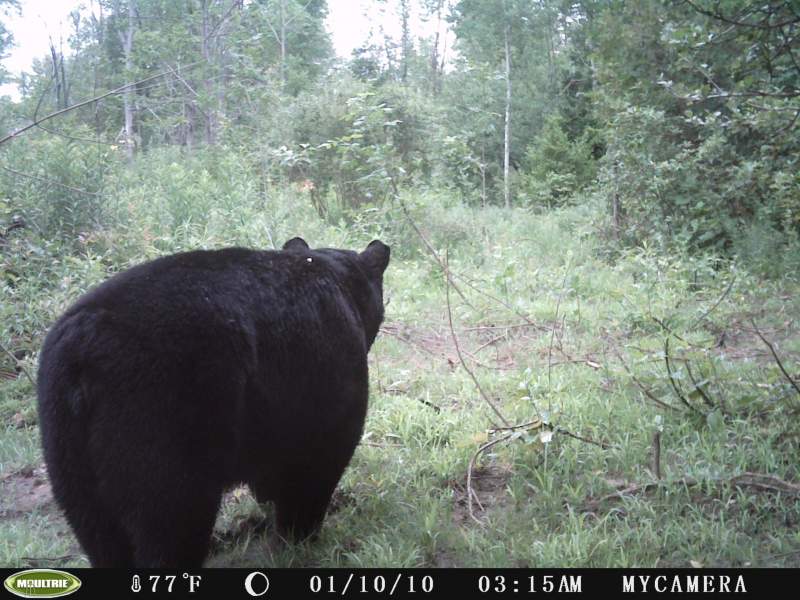 A trail camera placed on a route to a bait site snapped this picture of a fat Bruce County black bear near Wiarton Ontario.